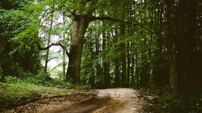 Scalp Health Is Skin Health: What Your Hair Is Trying to Tell You